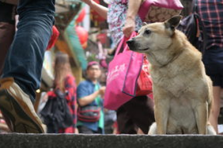 狗狗币交易平台哪家强？安全便捷的狗狗币交易平台对比