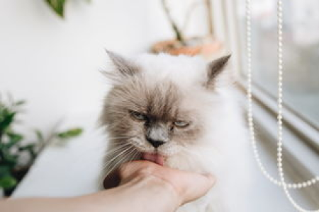 狗狗币交易平台哪家强？安全便捷的狗狗币交易平台对比