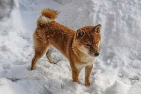 快速了解柴犬币和狗狗币区别：帮你避开投资陷阱