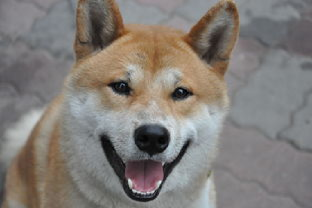 快速了解柴犬币和狗狗币区别：帮你避开投资陷阱