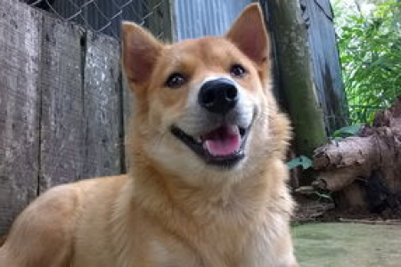 狗狗币(Doge)黄金时刻？解读Dogecoin未来走势及投资建议