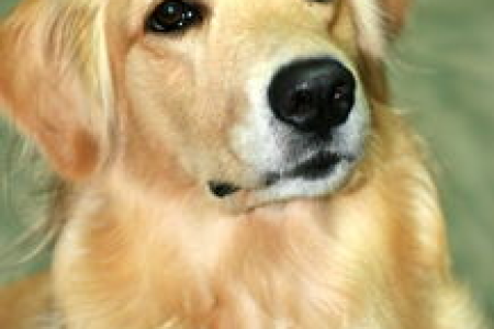 狗狗币(Doge)黄金时刻？解读Dogecoin未来走势及投资建议