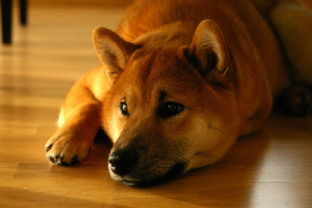 狗狗币(Doge)价格逆转，再创新高，你准备好了吗？