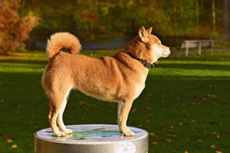 Dogecoin与Shiba Inu：哪种狗狗币更值得投资？