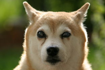 Dogecoin与Shiba Inu：哪种狗狗币更值得投资？