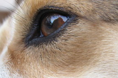 狗狗币Doge眼睛$：投资Doge，风险与机遇并存
