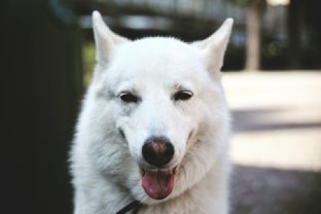 狗狗币(Doge)眼睛$：下一个上涨目标价位是多少？