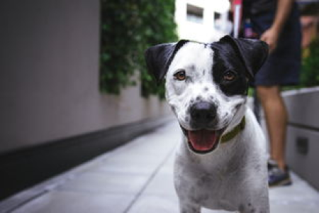 狗狗币(Doge)眼睛$：下一个上涨目标价位是多少？