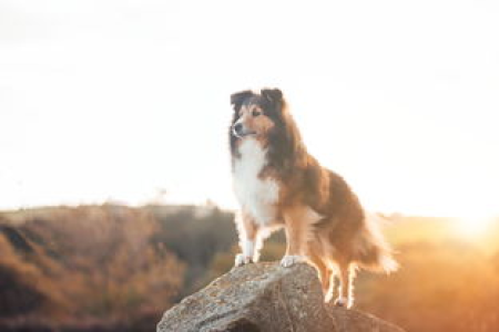 狗狗币DOGE初始价格是多少？带你了解狗狗币的诞生与发展