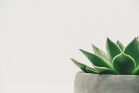Gork是什么？植物人？带你了解Gork含义