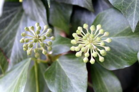 HEDERA常春藤：植物特性与应用价值大揭秘