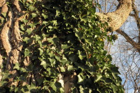HEDERA常春藤：植物特性与应用价值大揭秘