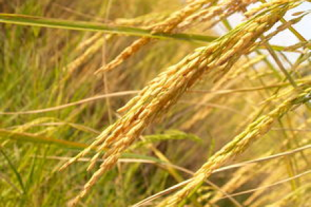 系绳70%收购Adecoagro，拉美农业巨头新东家诞生