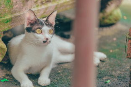 拖钓猫成为模因硬币新王背后的秘密