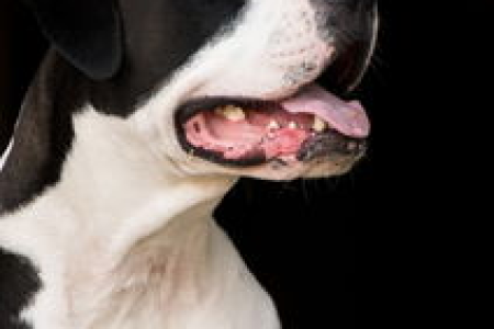 当狗狗价格可能会碰到高位时哪些犬种性价比最高
