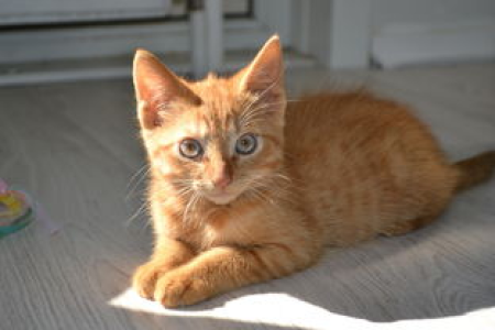 炸弹猫是什么币为什么最近这么火值得买吗