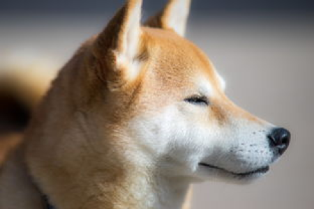 模因硬币躁狂症揭秘：狗狗币柴犬币为何引发社区狂热