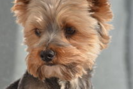 狗狗币和柴犬币8月会继续暴涨吗迷因币狂热持续升温