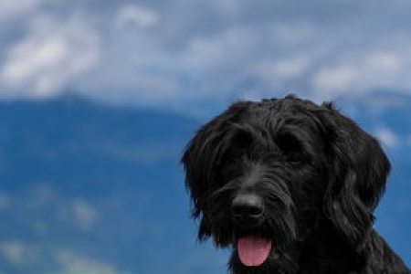 狗狗币doge被称为山寨之王 背后原因大解析