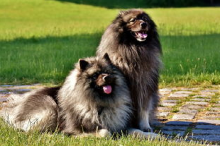 狗狗币DOGE到底属于哪条链 新手必看基础知识