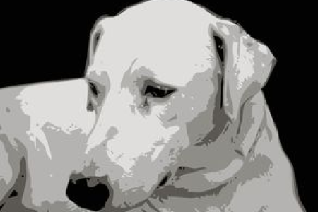 狗狗币DOGE今天价格是多少最新行情速递