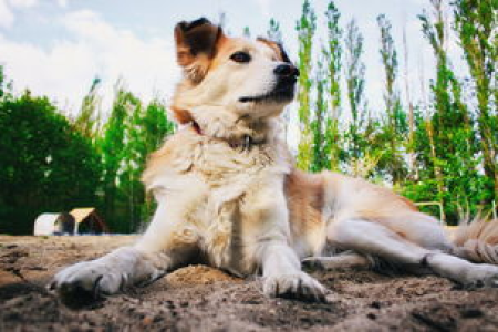狗狗币DOGE实时价格行情及未来预测