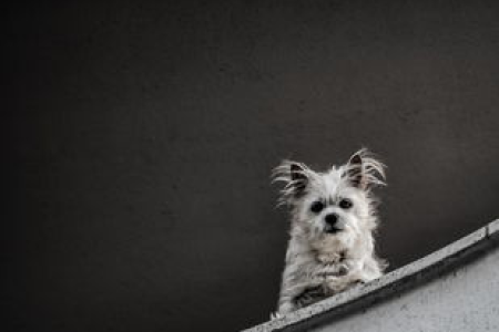 狗狗币零售支付走红价格飙升真相解析