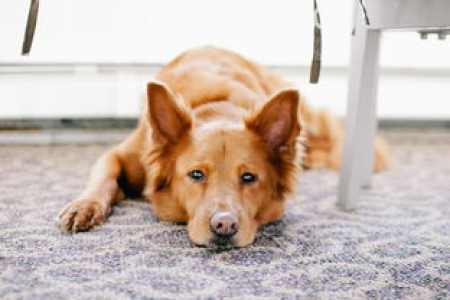 狗狗币DOGE马斯克效应失灵价格暴跌投资者慌了