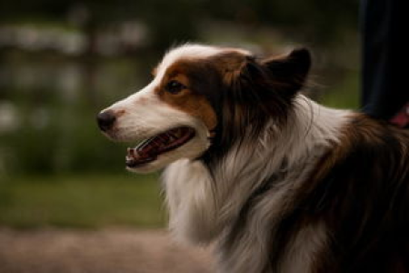 2025年狗狗币DOGE价格 8月有望涨到多少