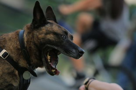 柴犬币是什么迷因币代表 它为何能火遍币圈