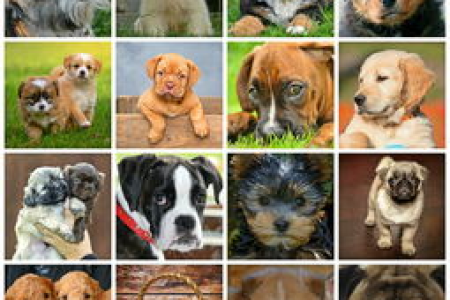 柴犬币与Solana哪个潜力更大专家分析