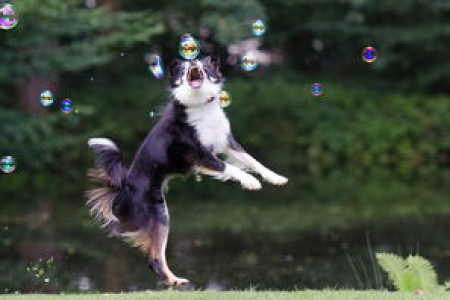 狗狗币今日价格走势 免费DOGE行情网站推荐