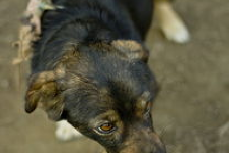 狗狗币DOGE今日价格7月15日行情实时更新