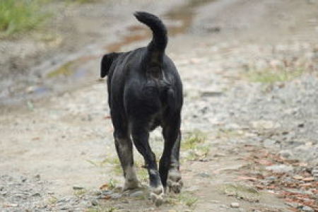 柴犬币APP有哪些选择 柴犬币交易安全靠谱吗