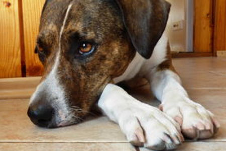 柴犬币APP有哪些选择 柴犬币交易安全靠谱吗