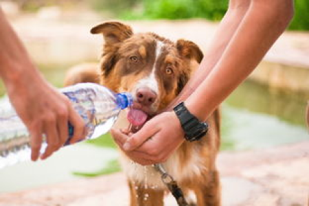 柴犬币APP有哪些选择 柴犬币APP交易安全需要注意什么