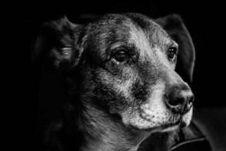 doge币未来如何发展 狗狗币前景是否值得期待分析