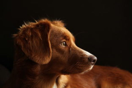 狗狗币怎么买 DOGE币新手交易入门步骤分享