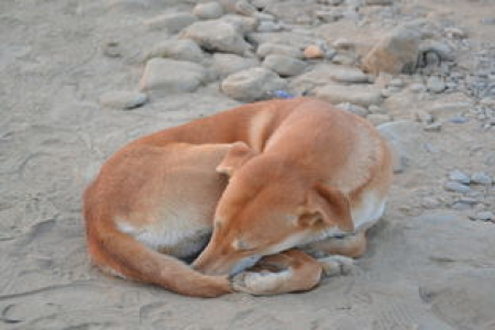 狗狗币（DOGE）社区活力如何？解密 DOGE 社区生态