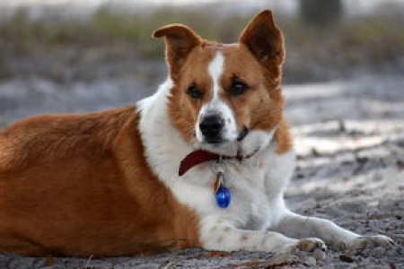 狗狗币（DOGE）社区活力如何？解密 DOGE 社区生态
