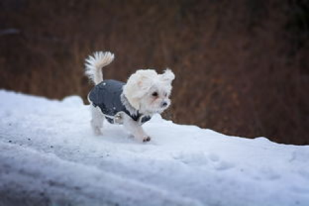 想了解SHIB柴犬币的真实面貌 它的作用与意义在这里