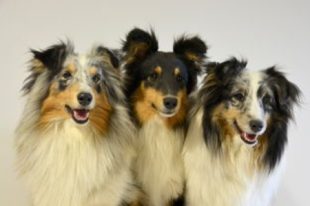 从迷因到代币狗狗币Doge与马斯克的故事解析