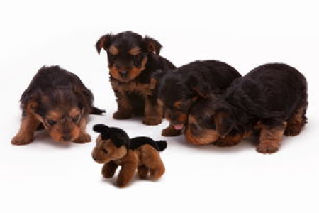 秋田犬币交易所选择指南 三大所上线可能性分析
