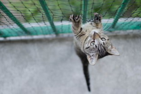 秋田犬币交易所选择指南 三大所上线可能性分析