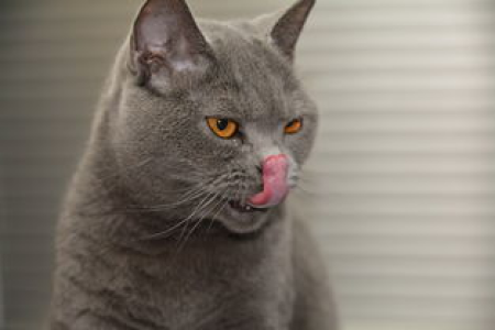 catcoin猫币上线交易所最新动态 2023年购买指南