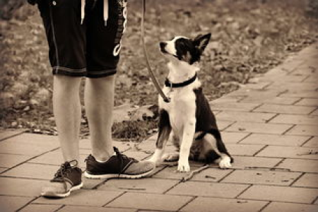 dogeking大涨原因分析 这些因素推动dogeking价格飙升