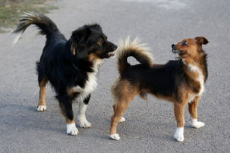 柴犬币交易规则和时间全知道新手入门必备