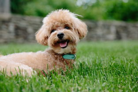 柴犬币和狗狗币还能涨吗 最新行情解读