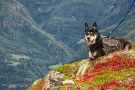 柴犬币和狗狗币还能涨吗 最新行情解读