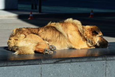 柴犬币是不是狗狗币 现在算主流数字货币吗